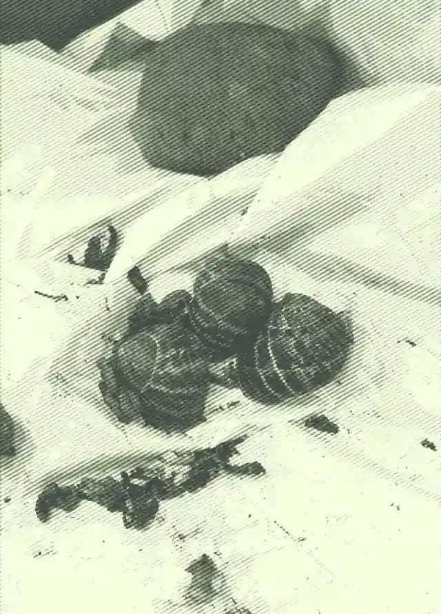 snails_640.webp